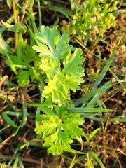 Artemisia absinthium