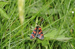 Zygaena anthyllidis