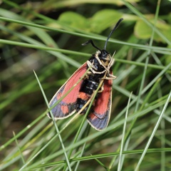 Zygaena anthyllidis