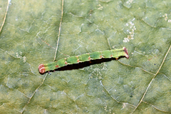 Cyclophora punctaria