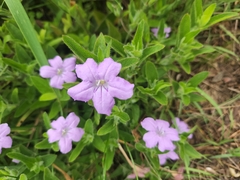 Ruellia humilis