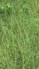 Paspalum notatum