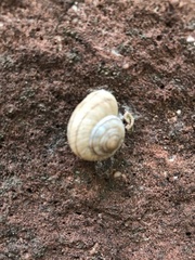 Oreohelix