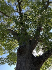 Quercus shumardii