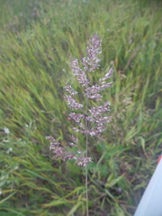 Calamagrostis
