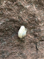 Oreohelix