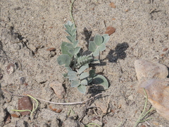 Astragalus missouriensis