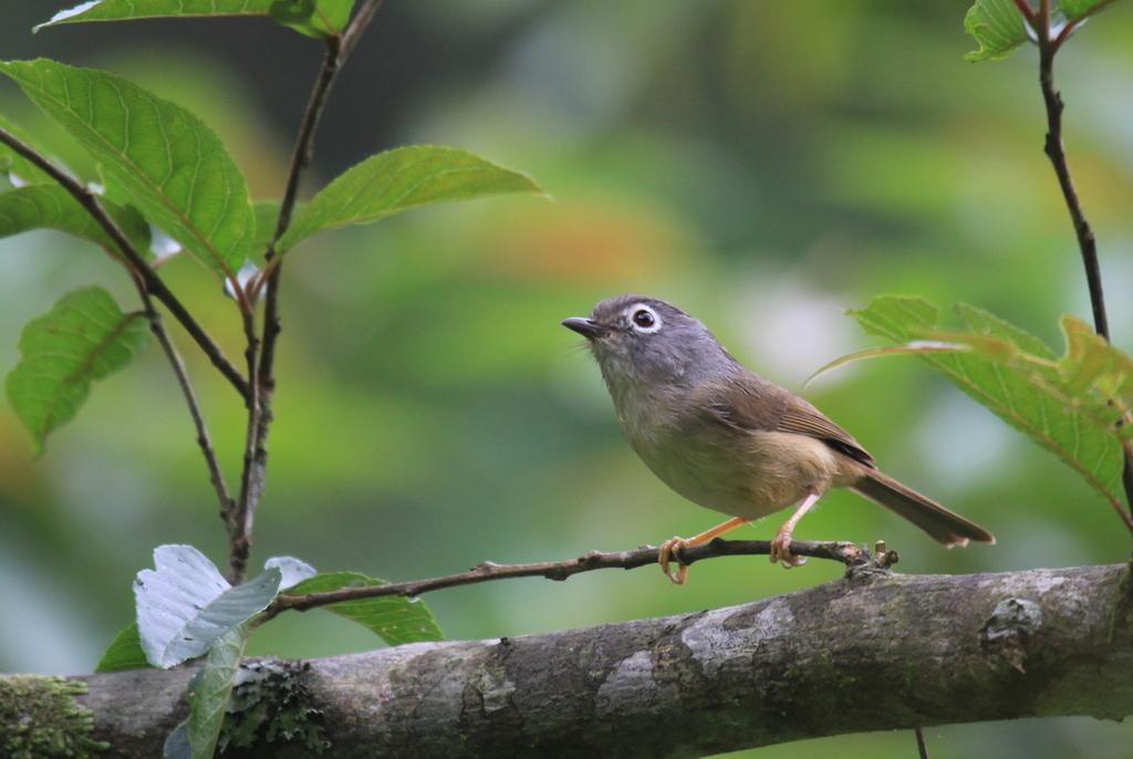 Grey-Cheeked Fulvetta