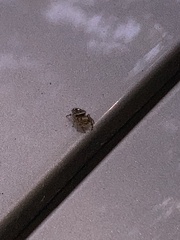 Eris militaris