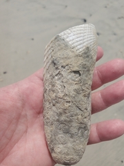 Cyrtopleura costata