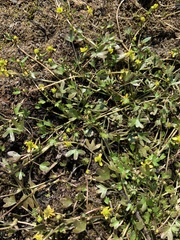 Ranunculus hyperboreus