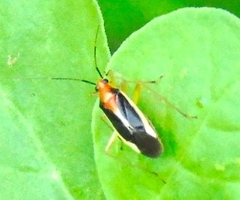 Ganocapsus filiformis