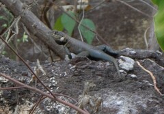 Tropidurus
