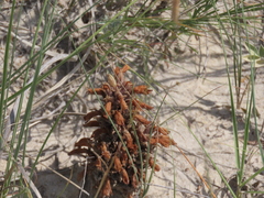 Aphyllon corymbosum
