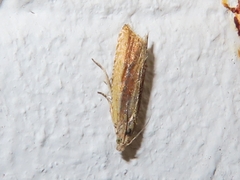 Bactra lancealana