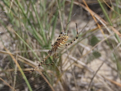 Argiope trifasciata