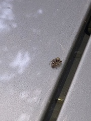 Eris militaris