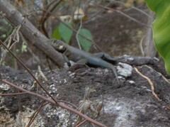 Tropidurus