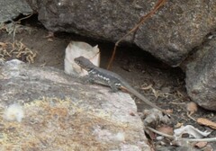 Tropidurus