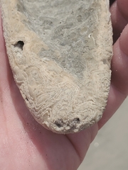 Cyrtopleura costata