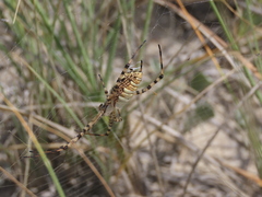 Argiope trifasciata