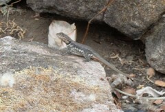 Tropidurus