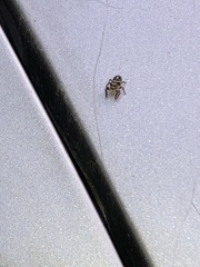 Eris militaris