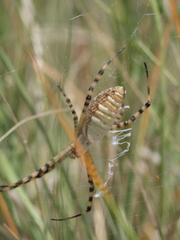 Argiope trifasciata