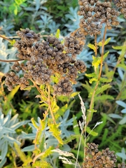 Achillea millefolium borealis