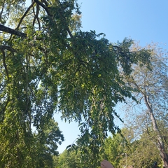 Ulmus alata
