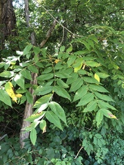Juglans nigra