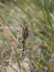 Argiope trifasciata