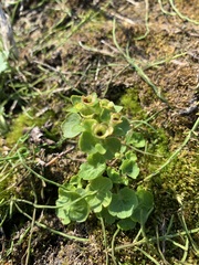 Chrysosplenium tetrandrum