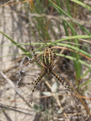 Argiope trifasciata