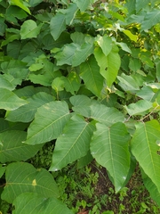 Reynoutria sachalinensis