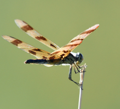 Celithemis eponina