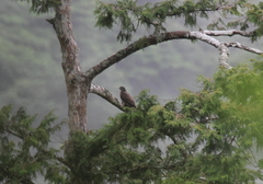 Hierococcyx sparverioides