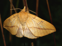 Euthrix potatoria
