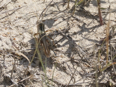 Melanoplus packardii