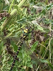 Cordulegaster boltonii