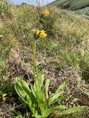 Taraxacum macroceras