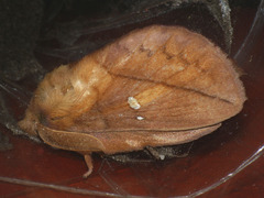 Euthrix potatoria