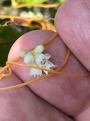 Cuscuta gronovii