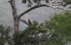 Hierococcyx sparverioides