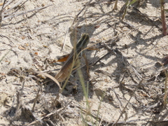 Melanoplus packardii