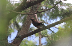Garrulus glandarius taivanus
