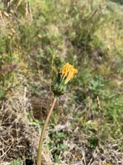 Taraxacum macroceras