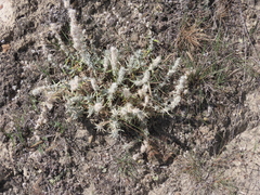 Krascheninnikovia lanata