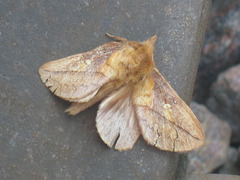 Euthrix potatoria