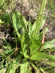 Taraxacum macroceras